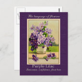 Die Bedeutung der Lilac Postkarte (Vorne/Hinten)