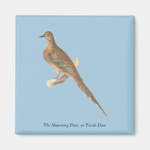 Die beklagende Taube (Carolina Turtle Dove) NY Vög Magnet