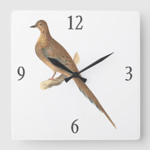 Die beklagende Taube (Carolina Turtle Dove) NY Vög Quadratische Wanduhr