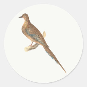 Die beklagende Taube (Carolina Turtle Dove) NY Vög Runder Aufkleber