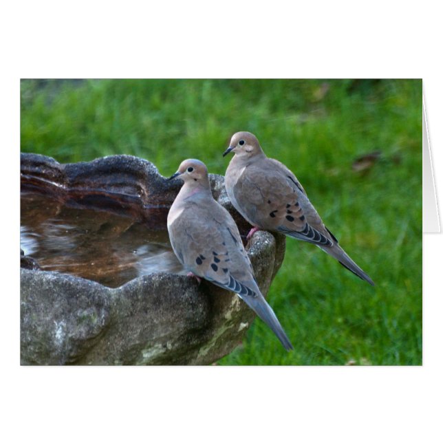 "Die beklagende Taube" - Kunstkarte (Vorderseite (Horizontal))