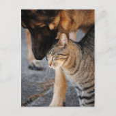 Die besten Freunde - Cat & German Shepherds Post C Postkarte (Vorderseite)