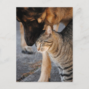 Die besten Freunde - Cat & German Shepherds Postka Postkarte
