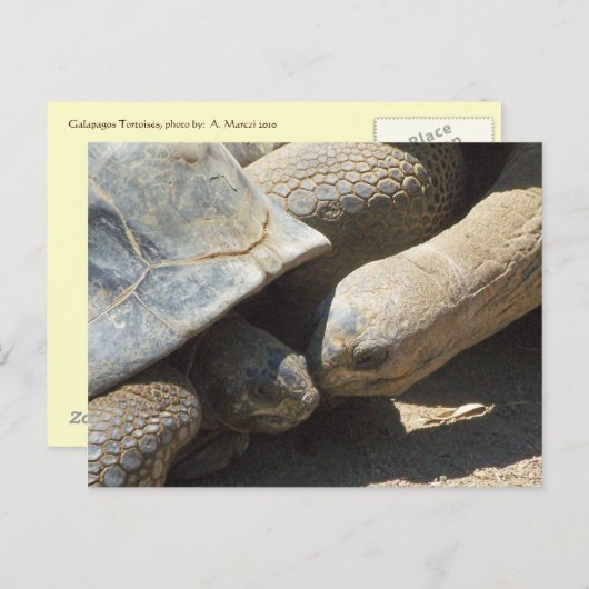 Die besten Freunde für immer Postkarte (Vorne/Hinten)