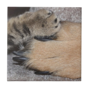 Die besten Freunde für immer von Shirley Taylor Fliese