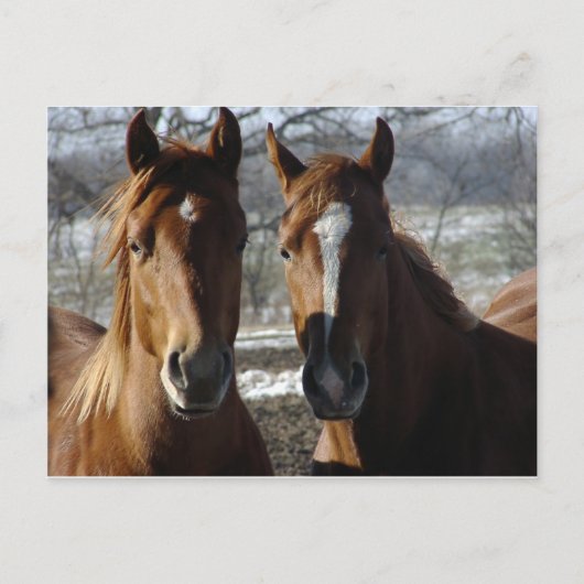 Die besten Freunde Postkarte (Vorderseite)