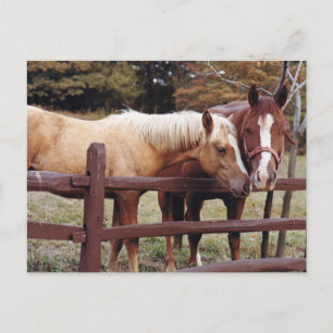 Die besten Freunde Postkarte