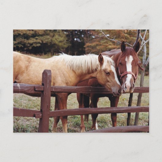 Die besten Freunde Postkarte (Vorderseite)