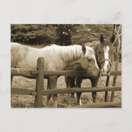 Die besten Freunde Postkarte