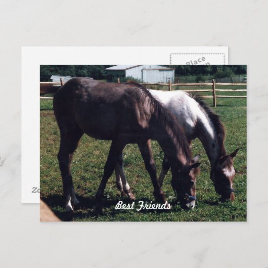 Die besten Freunde Postkarte (Vorne/Hinten)