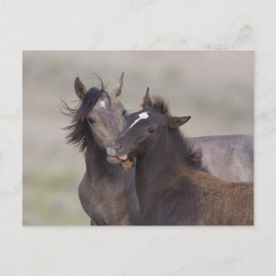 Die besten Freunde Postkarte