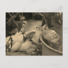 Die besten Freunde, vielleicht? - Postkarte