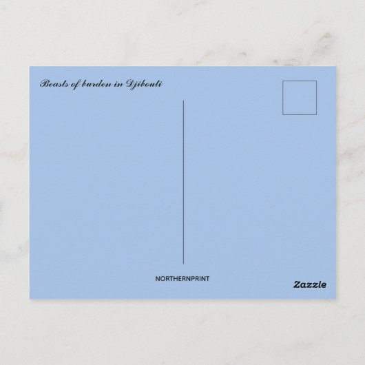 Die Bestien von Burden in Dschibuti Postkarte (Rückseite)
