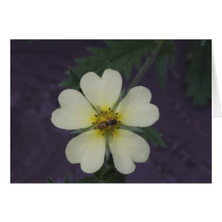 Die Biene auf dem Cinquefoil