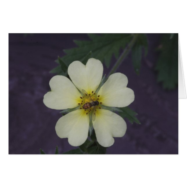 Die Biene auf dem Cinquefoil (Vorderseite (Horizontal))