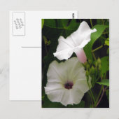 Die Biene besucht den Morgenglanz Postkarte (Vorne/Hinten)