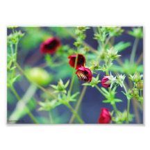 Die Biene mit der roten Blume