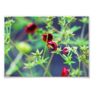 Die Biene mit der roten Blume Fotodruck