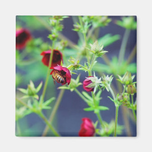 Die Biene mit der roten Blume Magnet