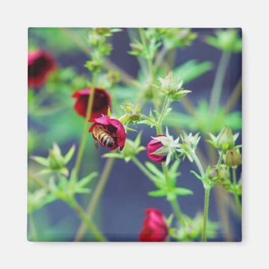 Die Biene mit der roten Blume Magnet (Vorne)