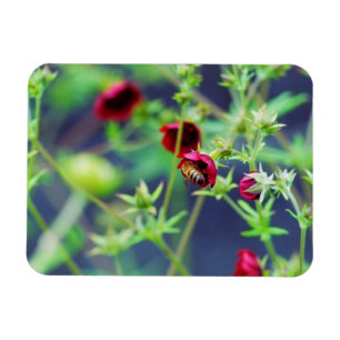 Die Biene mit der roten Blume Magnet