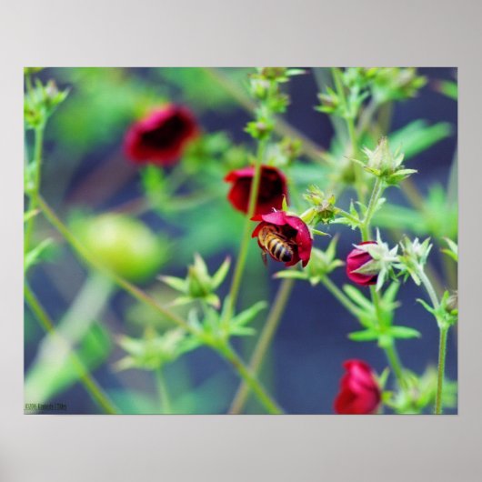 Die Biene mit der roten Blume Poster (Vorne)