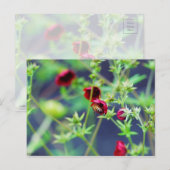 Die Biene mit der roten Blume Postkarte (Vorne/Hinten)