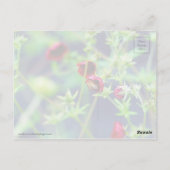 Die Biene mit der roten Blume Postkarte (Rückseite)