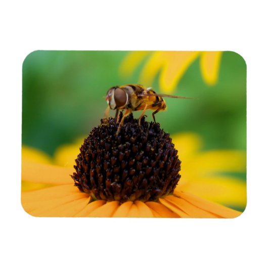 Die Bienen des Sommers - Daisy Magnet (Horizontal)