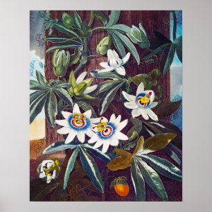 Die blaue Blume der Leidenschaft Poster