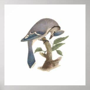 Die Blaue Jay (Garrulus cristatus) Poster