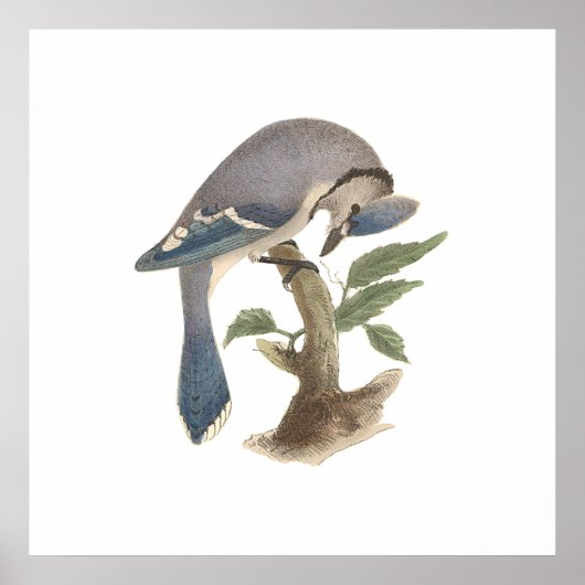 Die Blaue Jay (Garrulus cristatus) Poster (Vorne)