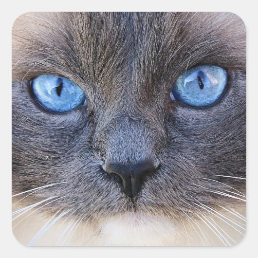 Die blaue Mit Augen Katze Quadratischer Aufkleber (Vorderseite)