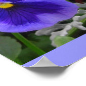 Die blaue Pansy Poster (Ecke)