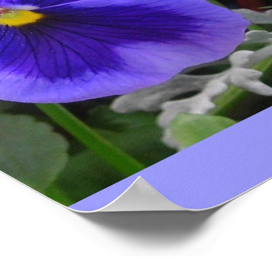 Die blaue Pansy Poster (Ecke)