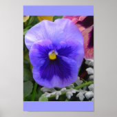 Die blaue Pansy Poster (Vorne)