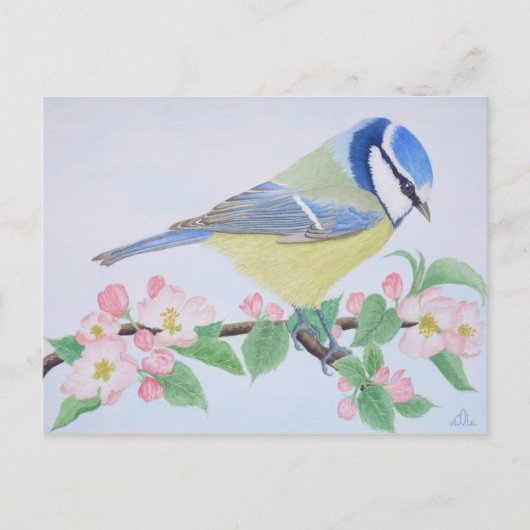 Die blauen Tits im Frühling Postkarte (Vorderseite)