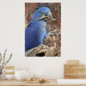 Die Blues Poster (Küche)