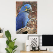 Die Blues Poster (Heimbüro)