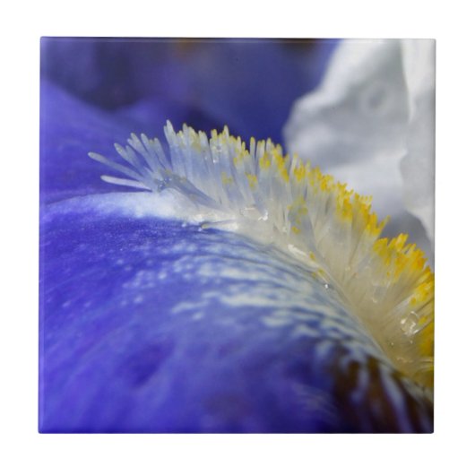 Die Blues singen! Fliese (Vorderseite)