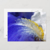 Die Blues singen! Postkarte (Vorne/Hinten)