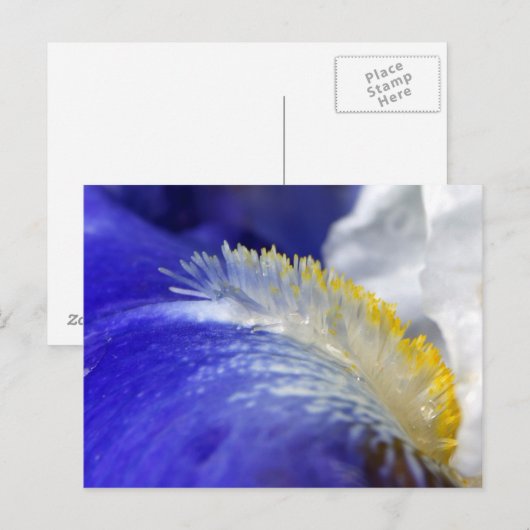 Die Blues singen! Postkarte (Vorne/Hinten)