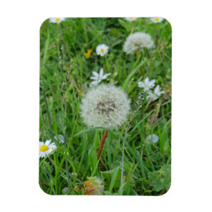 Die Blume der Leuchter ist für den Wind gewartet Magnet