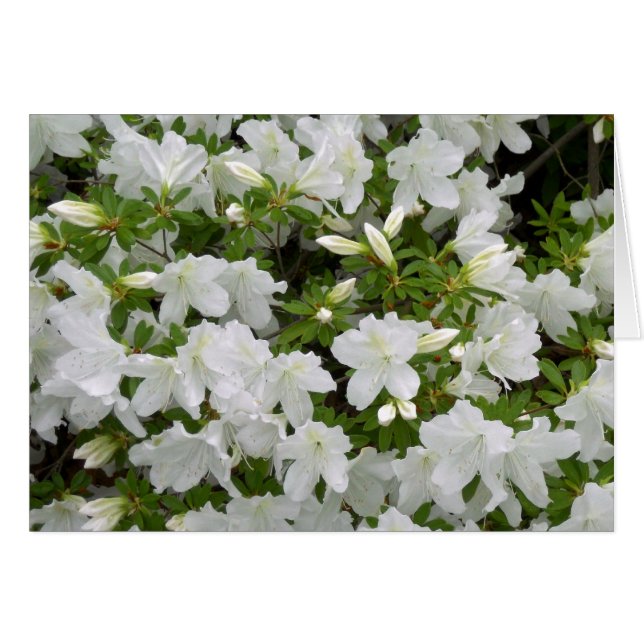 Die Blume der weißen Azalea Bush im Jeder Anlass B (Vorderseite (Horizontal))