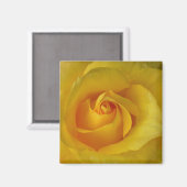 Die Blume des Gelben Rosenmagazins verleiht Keepak Magnet (Vorderseite/Rückseite)