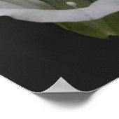 Die Blume des Morgenglanzes Nah Poster (Ecke)