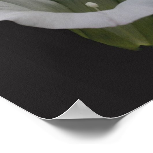 Die Blume des Morgenglanzes Nah Poster (Ecke)