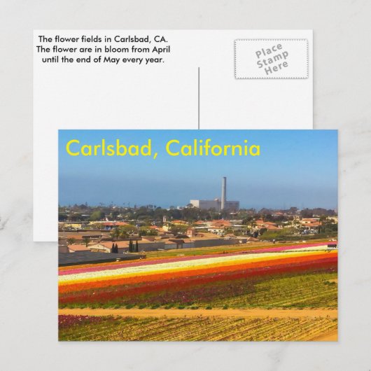 Die Blume-Felder Postkarte (Vorne/Hinten)