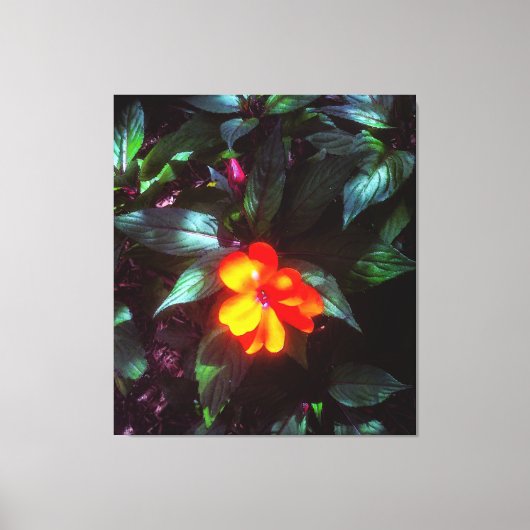 Die Blume leuchtet bei Sonnenlicht Leinwanddruck (Vorderseite)