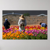 Die Blume Pickers Poster (Vorne)